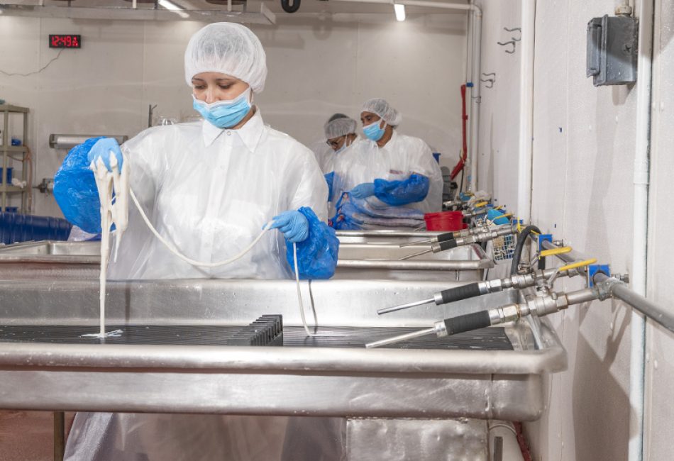 Processing sausage casings in factory line.